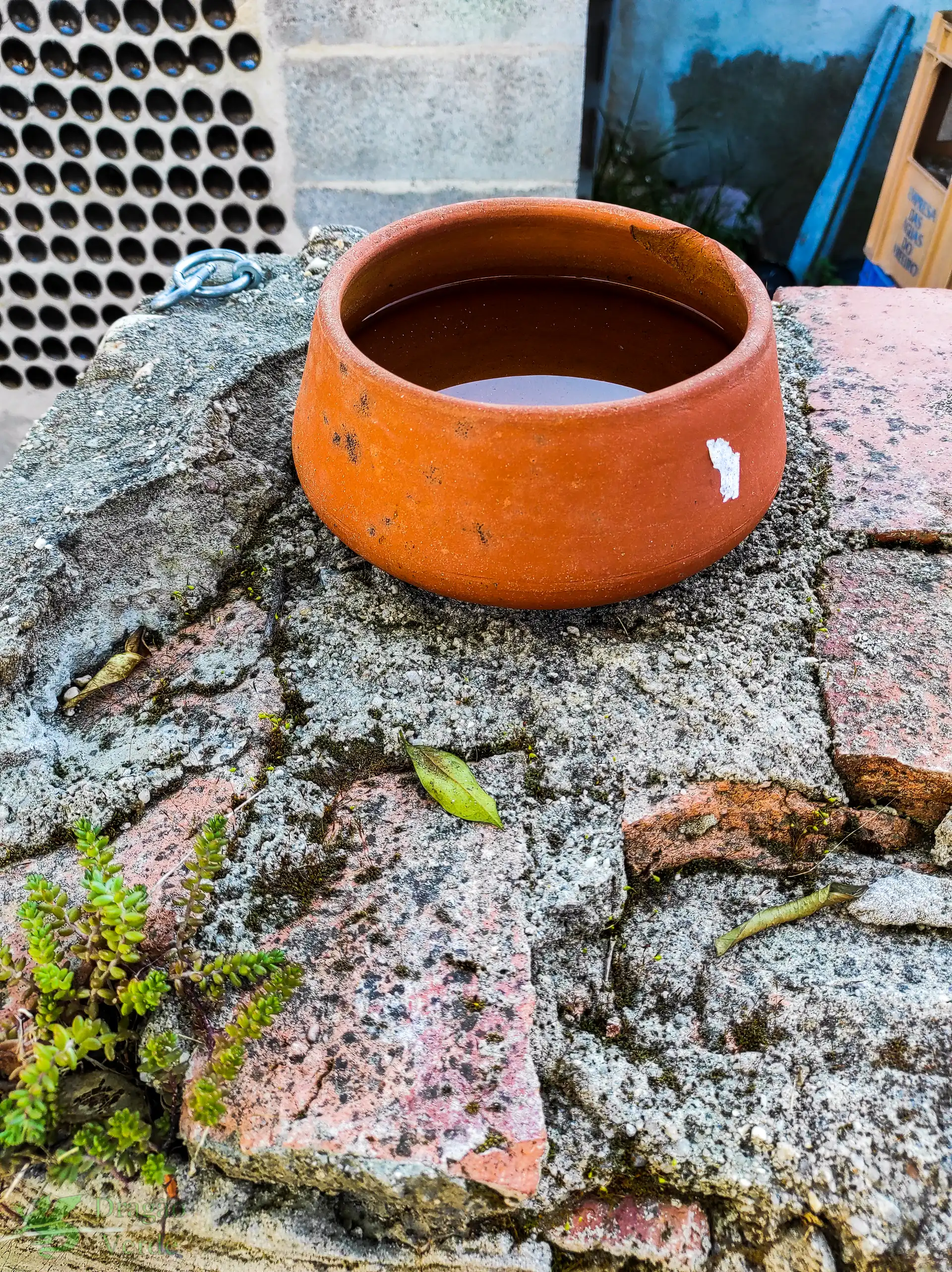 Bird-bath on pillar in yard