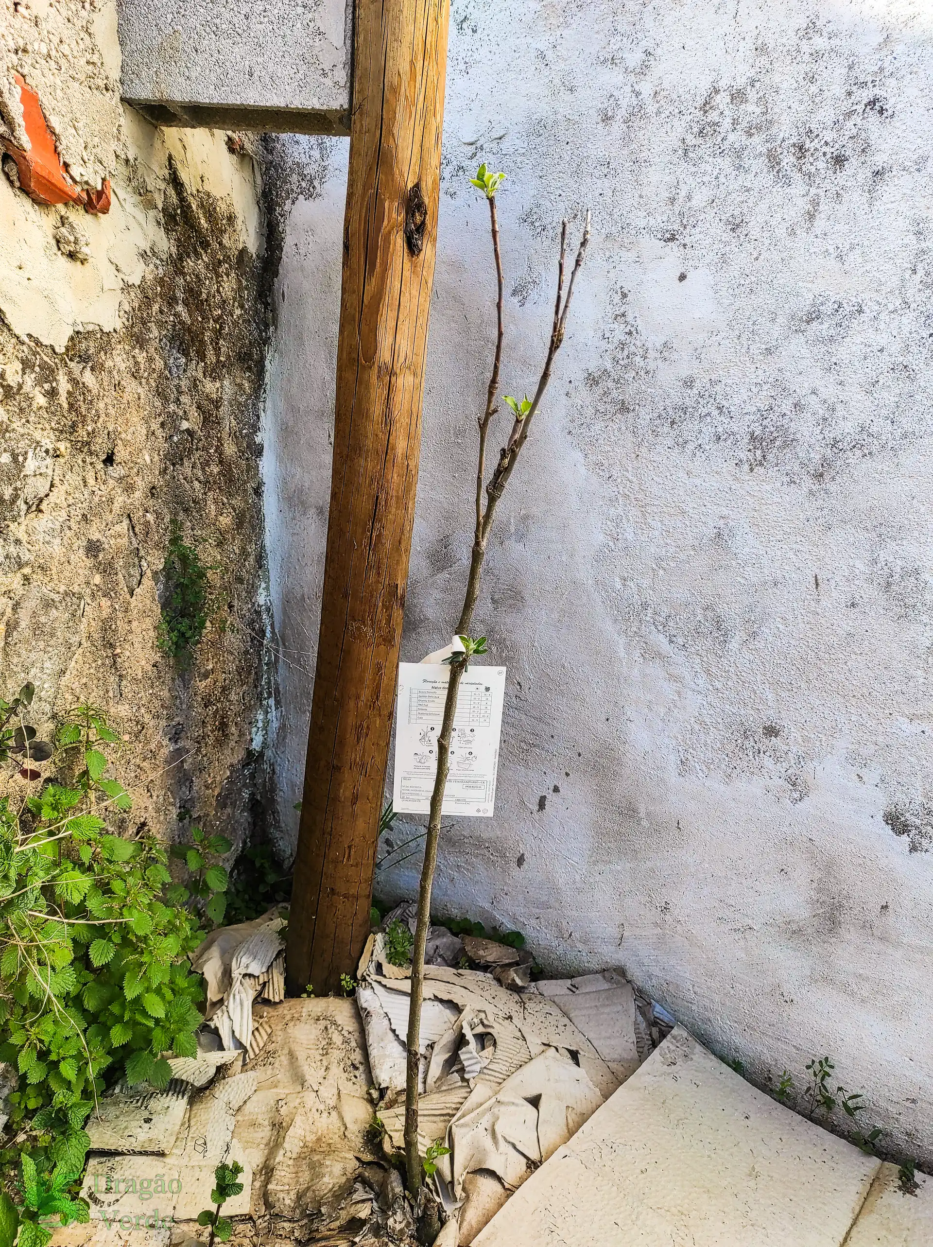 Apple tree in the garden